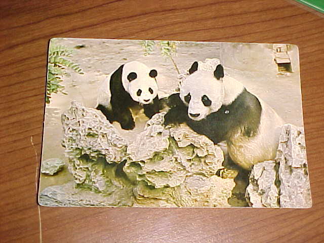 Giant Panda