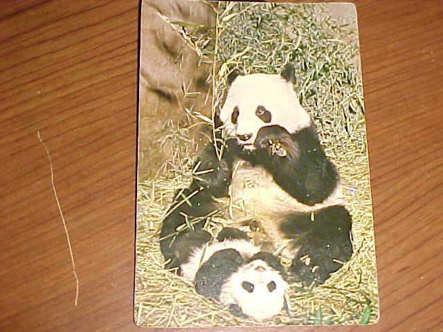 Giant Panda