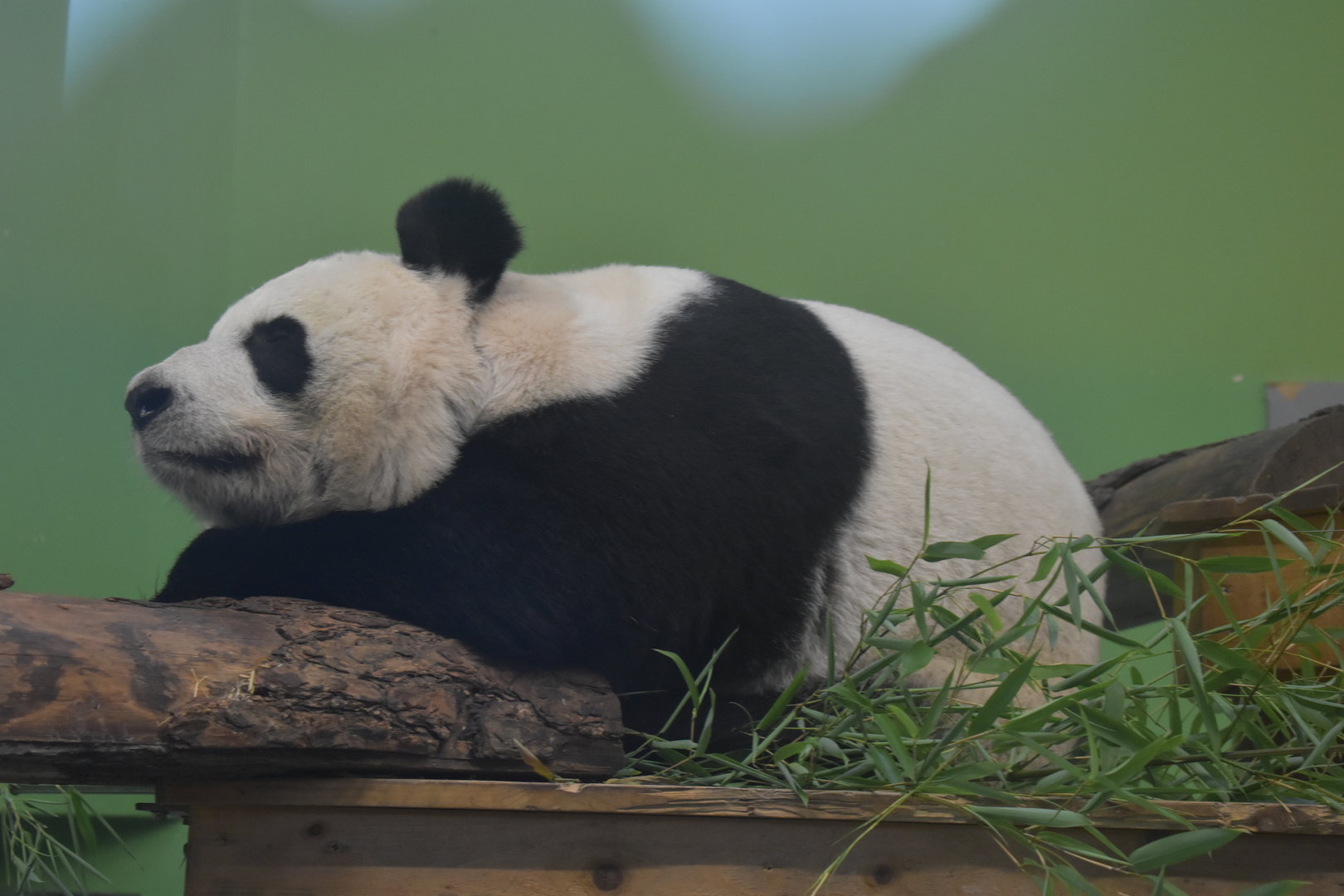Giant Panda