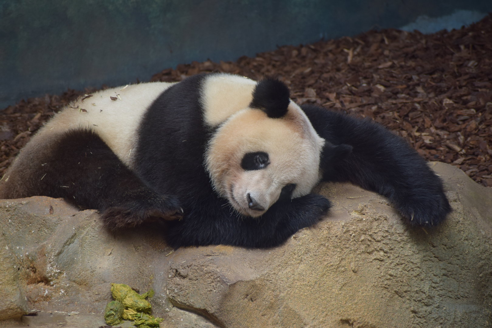 Giant panda
