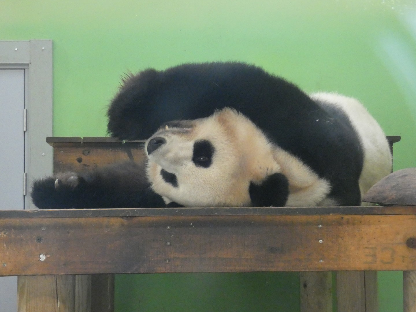 Giant panda