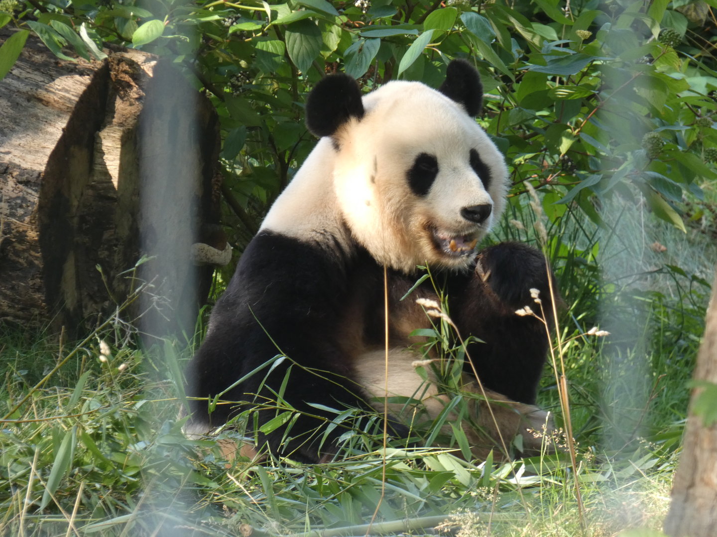 Giant panda