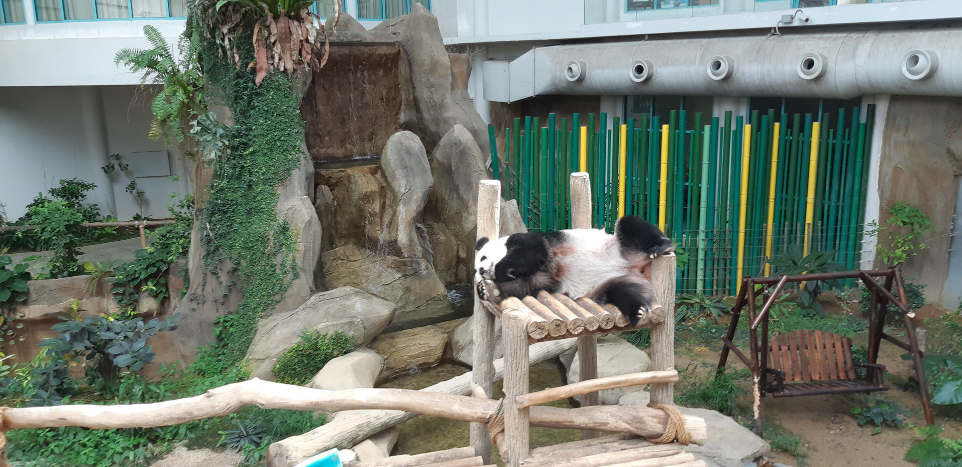 Giant panda