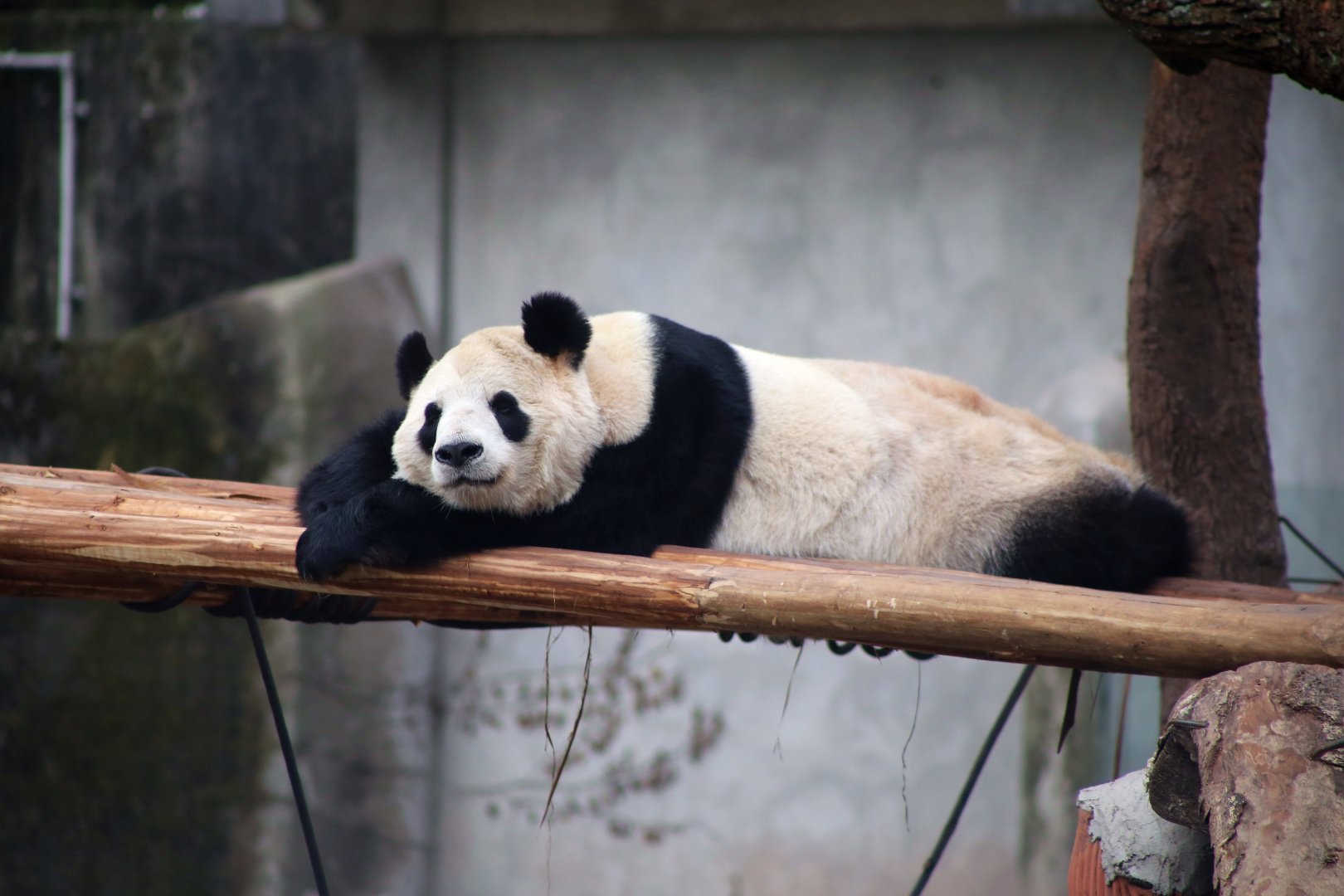 Giant Panda
