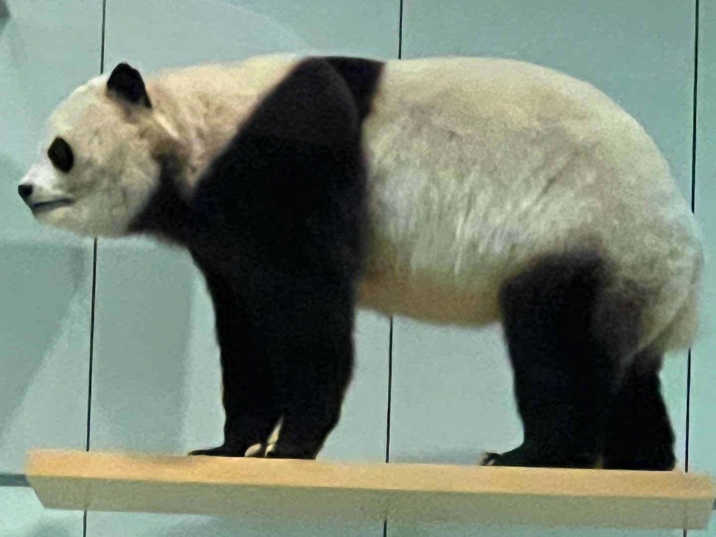 Giant Panda