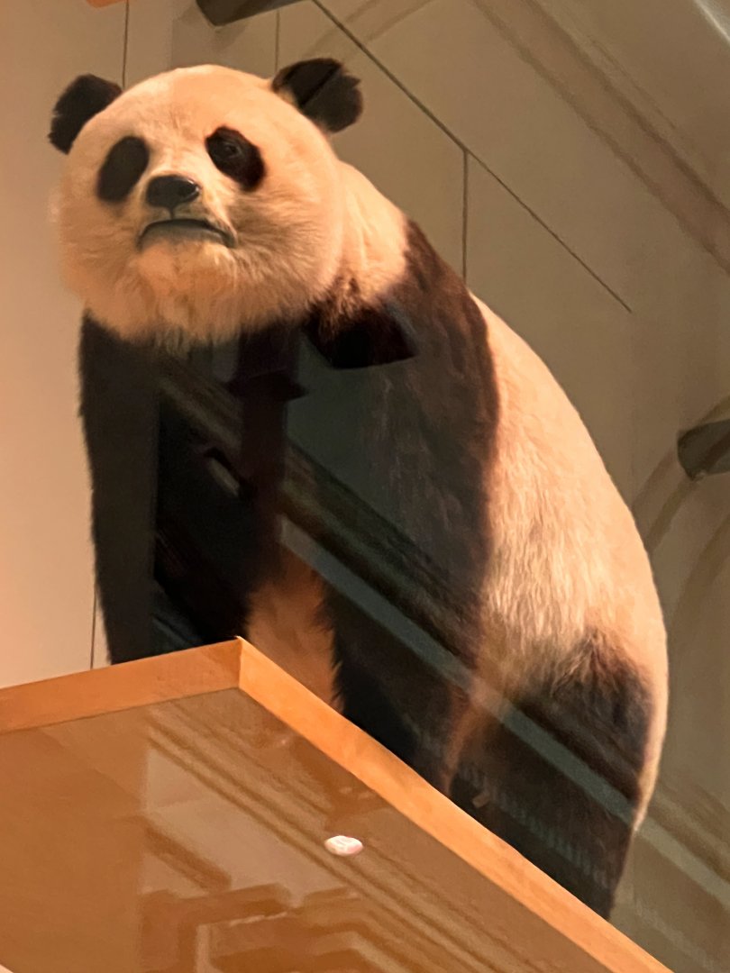 Giant Panda