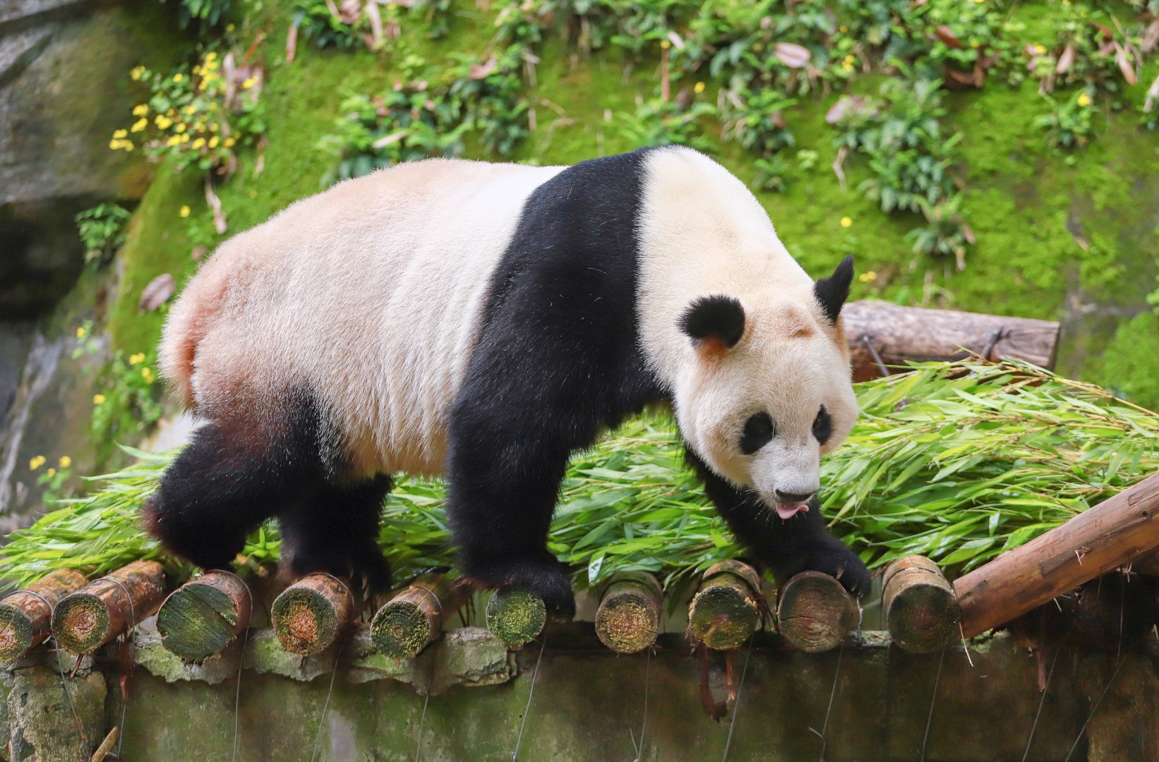 Giant panda