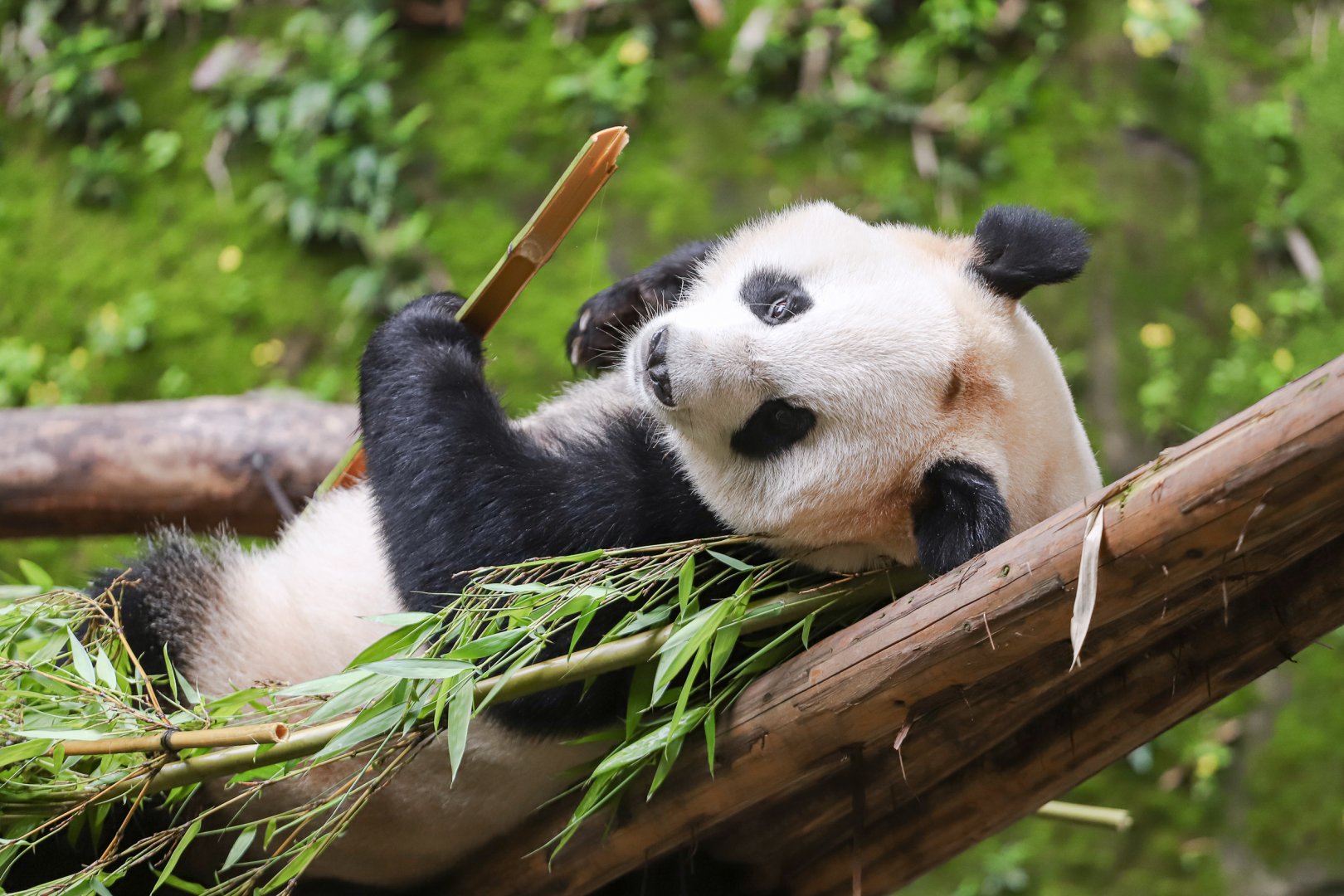 Giant panda