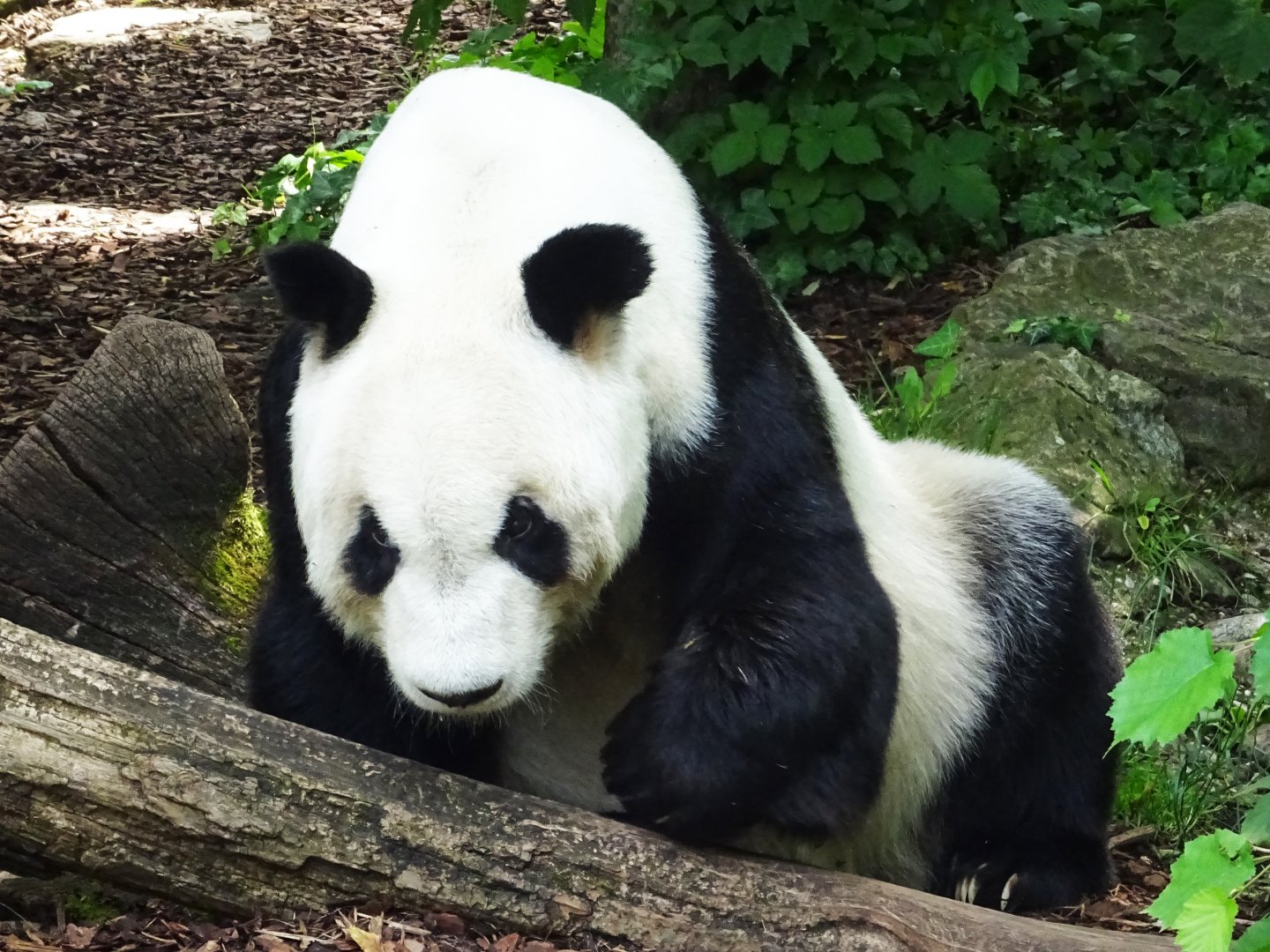 Giant Panda