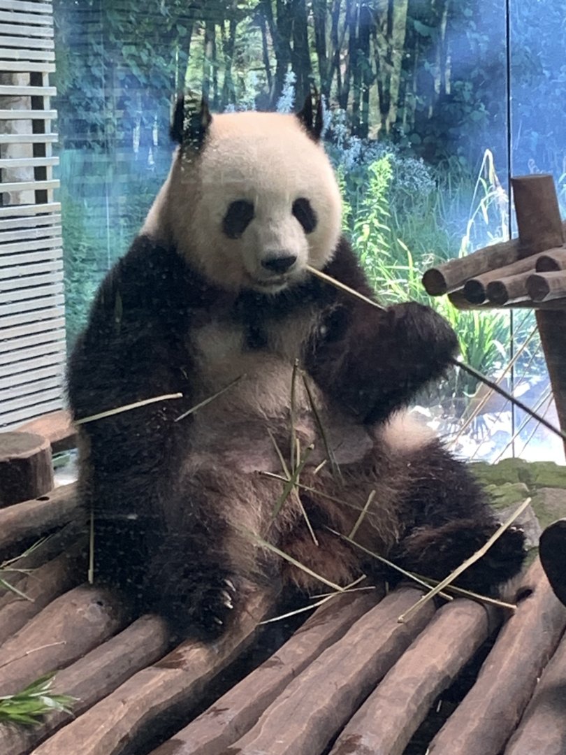Giant panda
