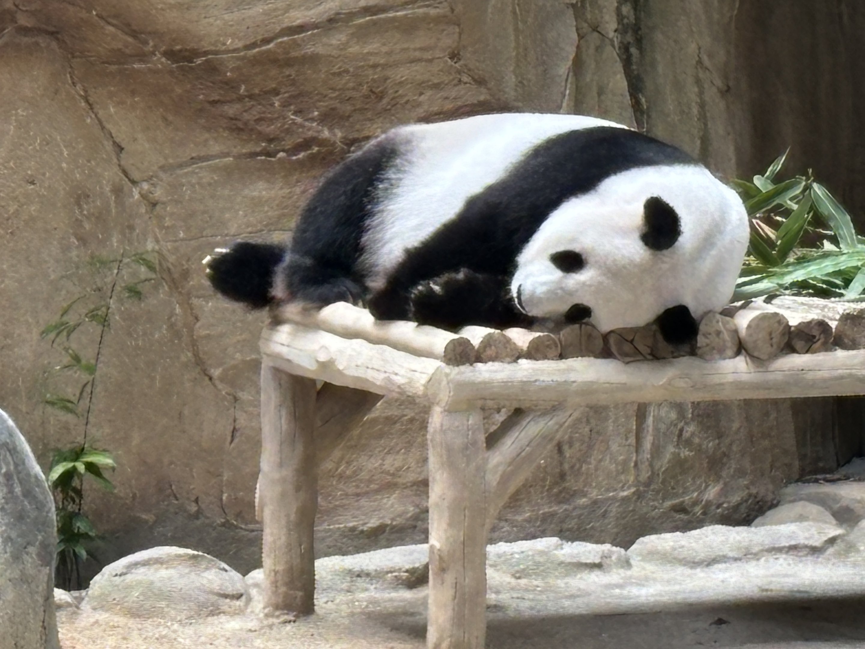 Giant Panda