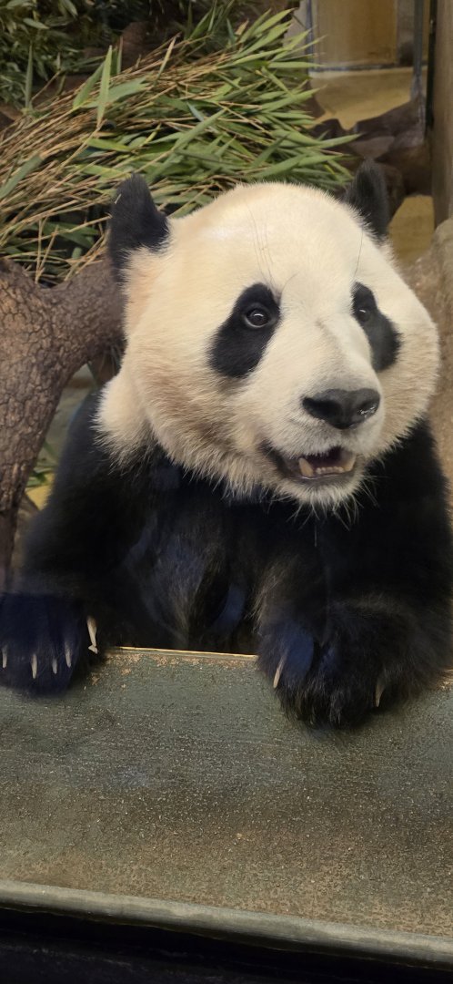 Giant panda