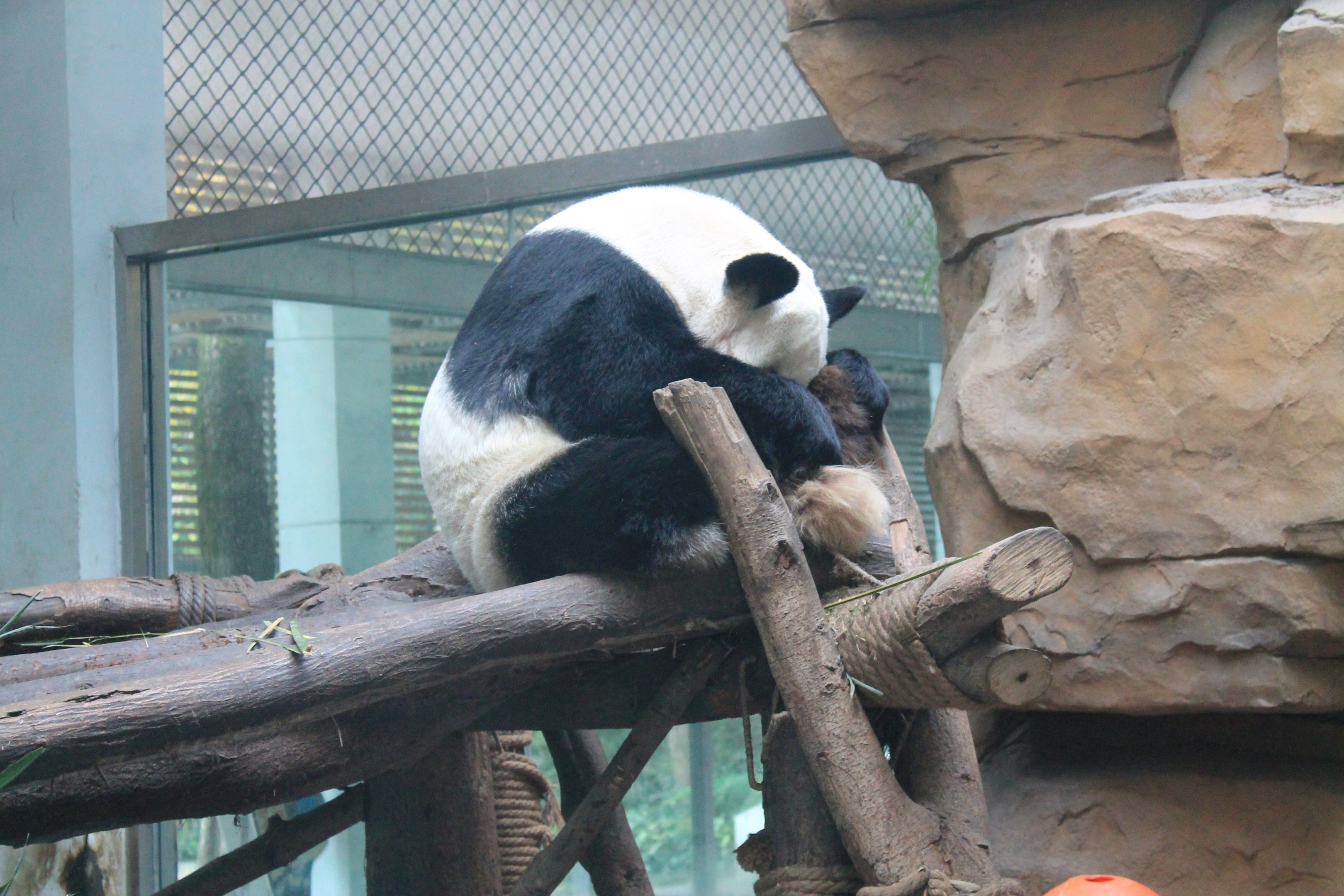 Giant Panda