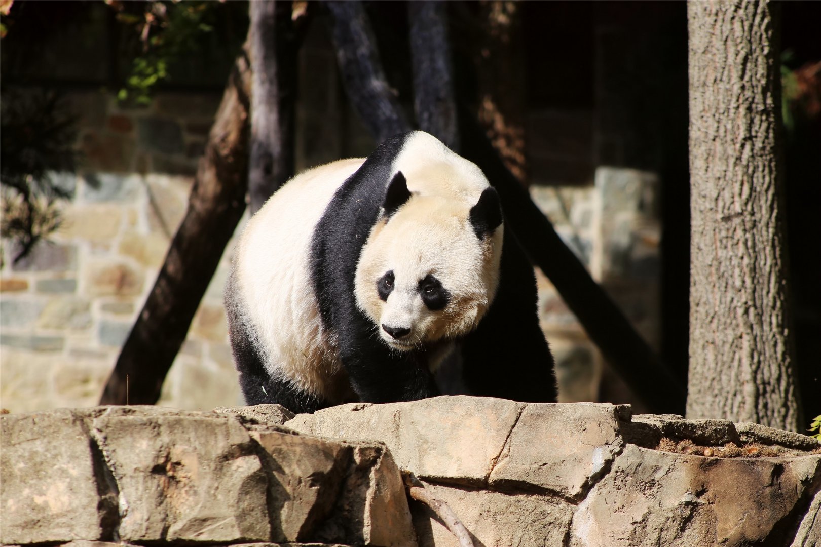 Giant Panda