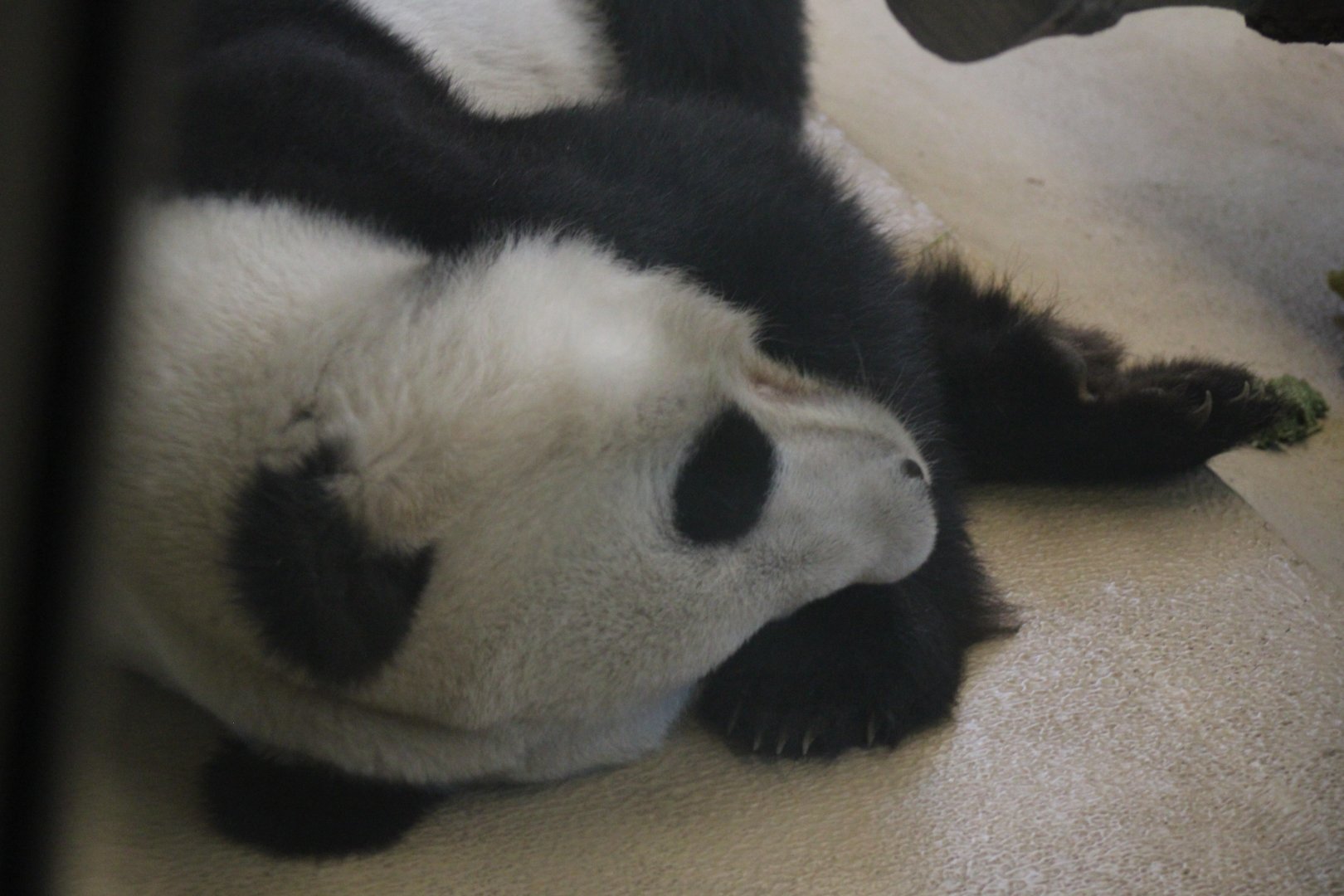 Giant Panda
