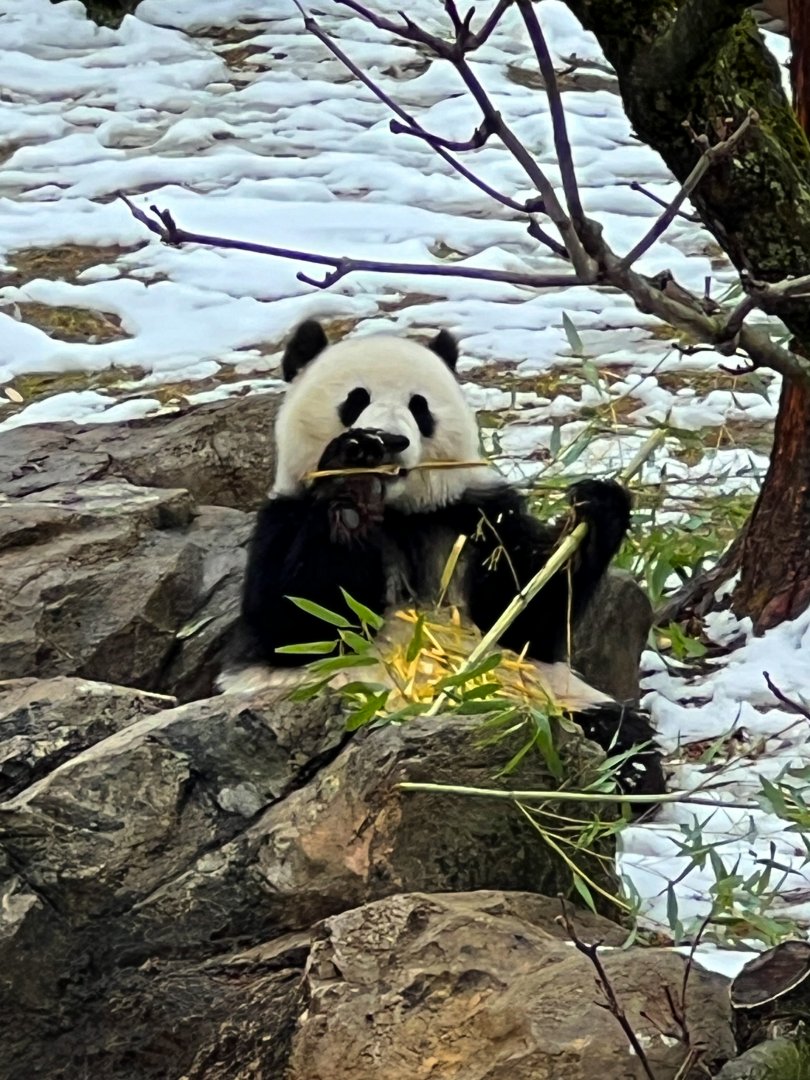 Giant Panda