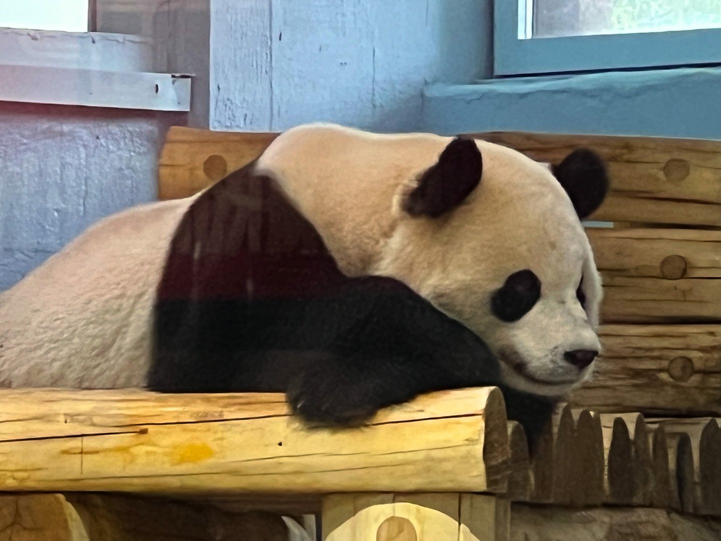 Giant Panda