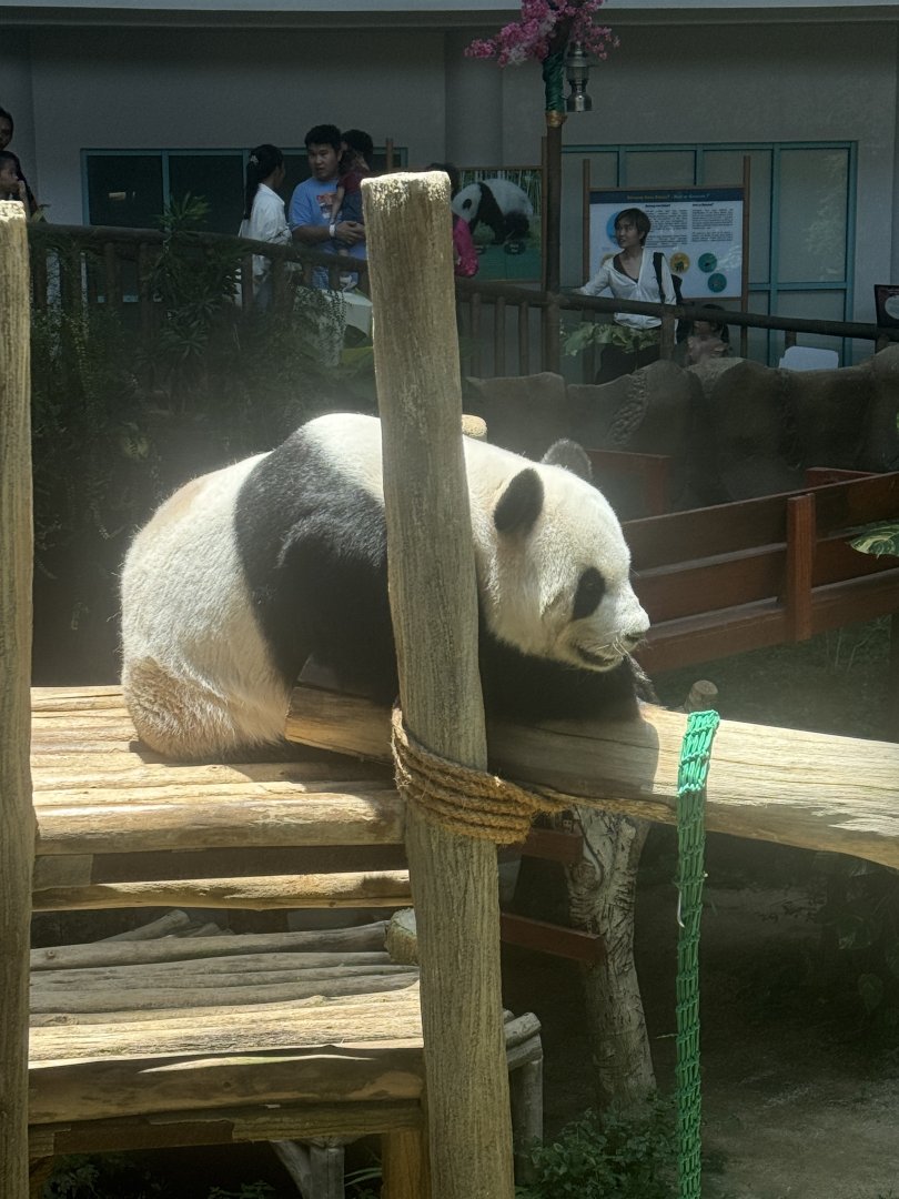 Giant Panda