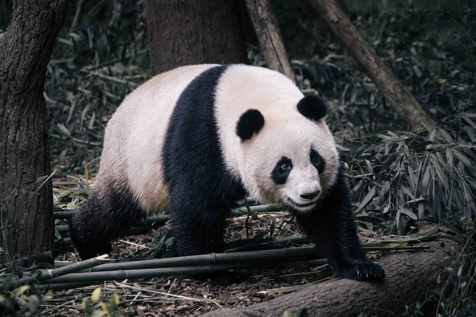 Giant Panda