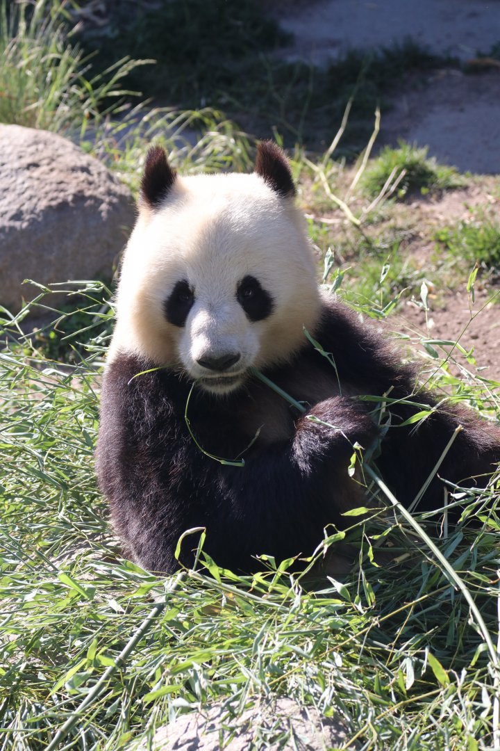 Giant panda
