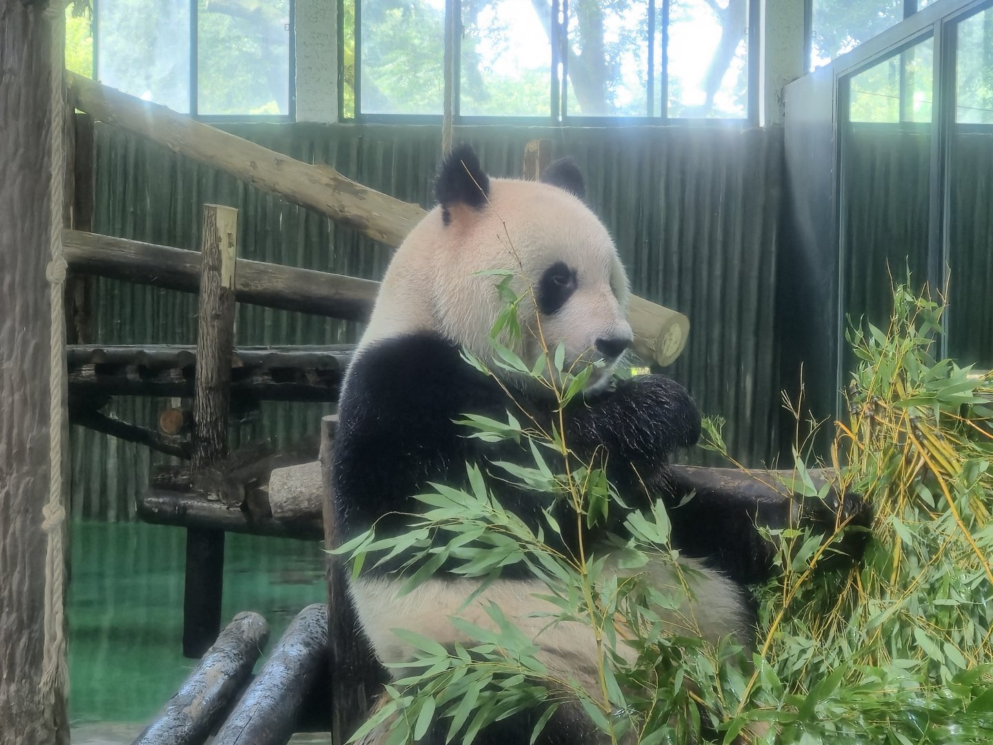 Giant Panda