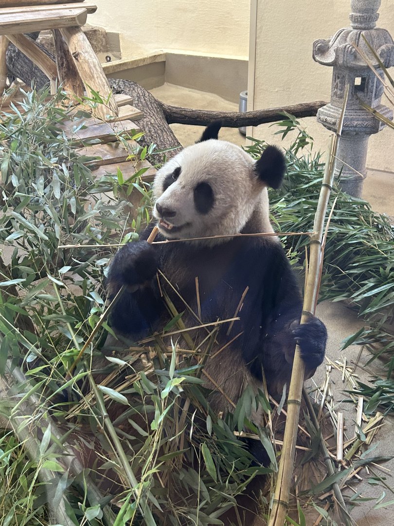 Giant Panda