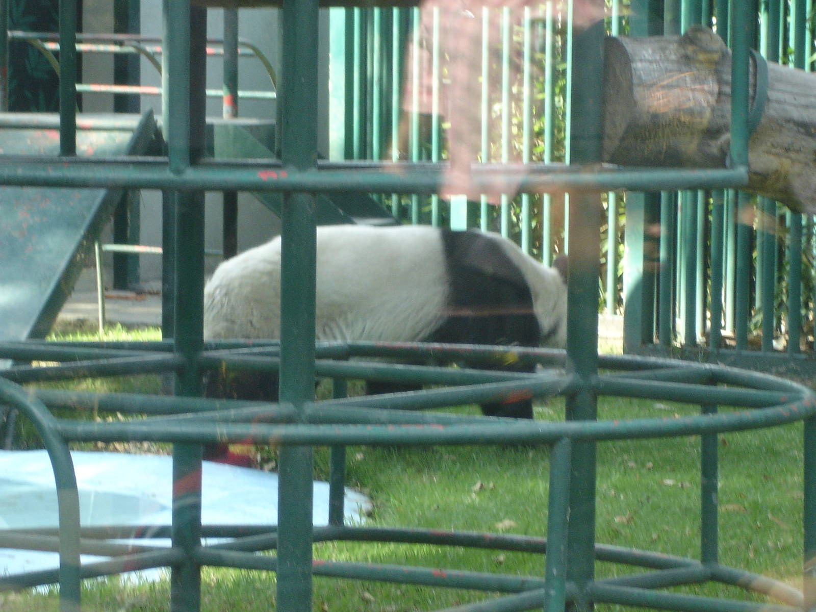 Giant Panda
