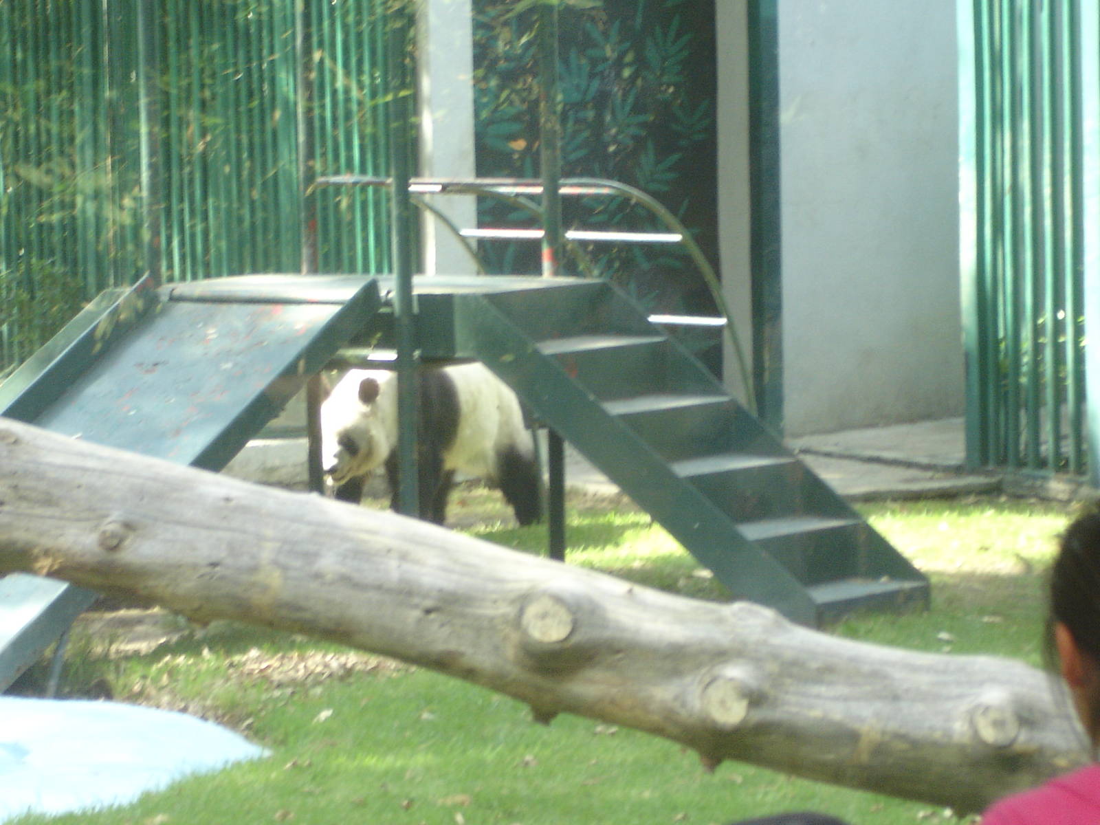 Giant Panda