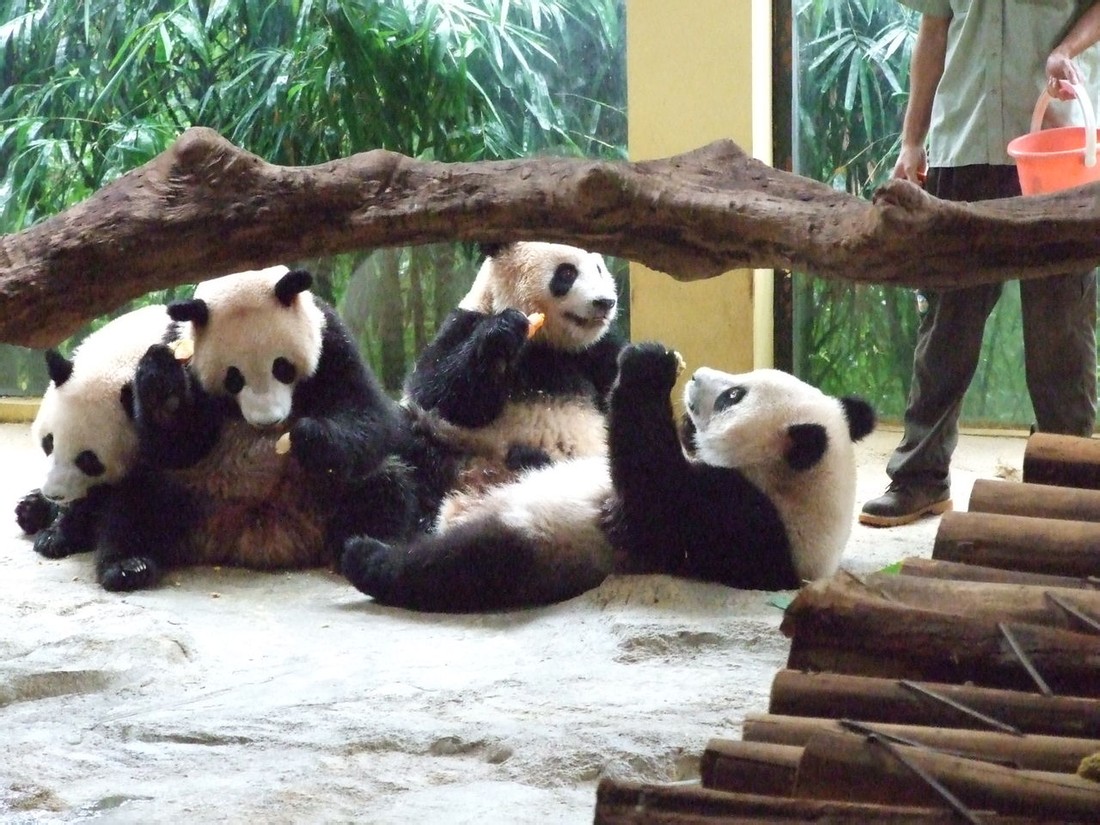 Giant pandas - 2011