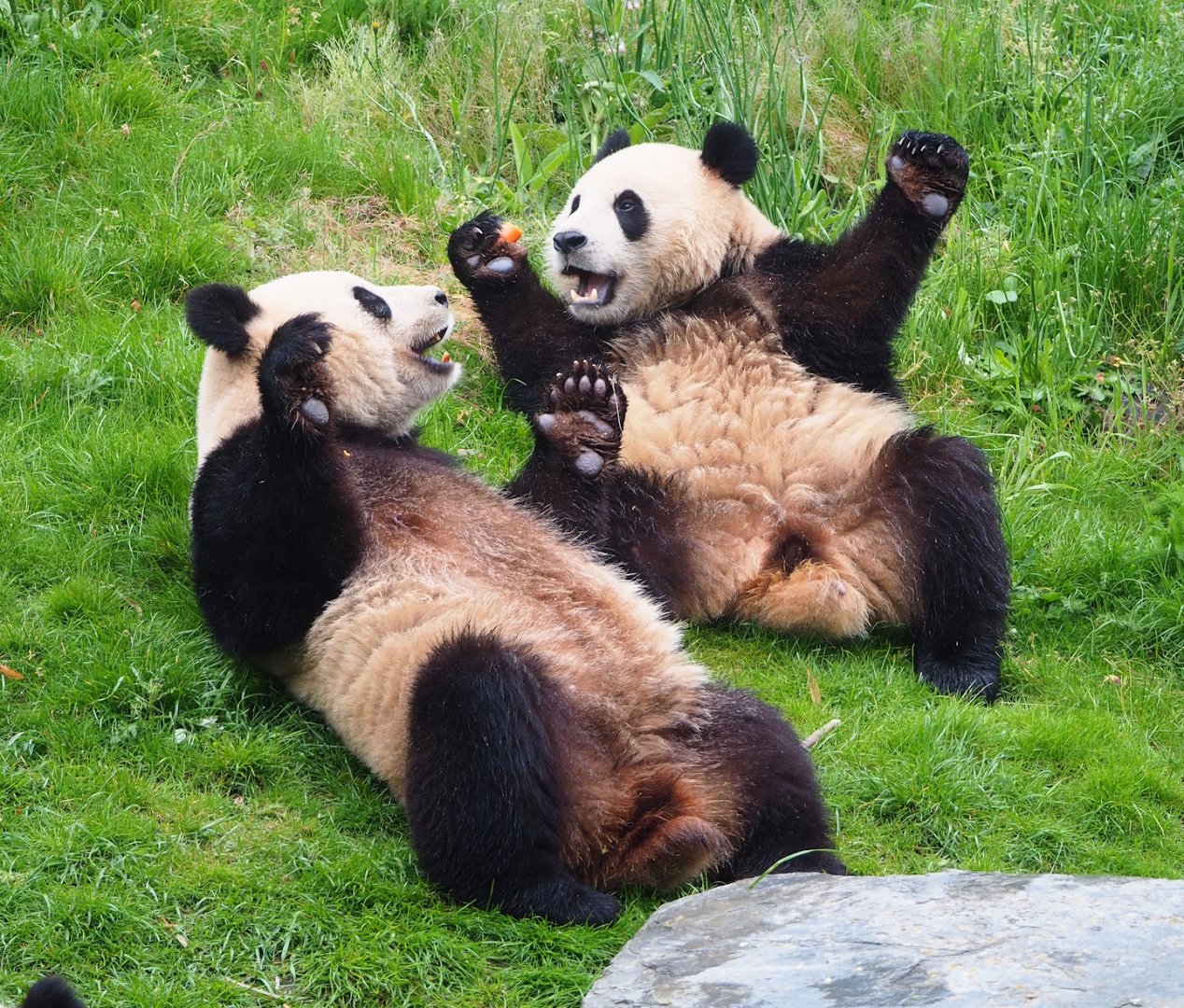 Giant pandas (Ailuropoda melanoleuca), 2023-05-15