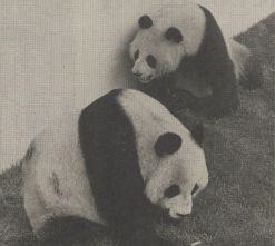 Giant Pandas At Beekse Bergen
