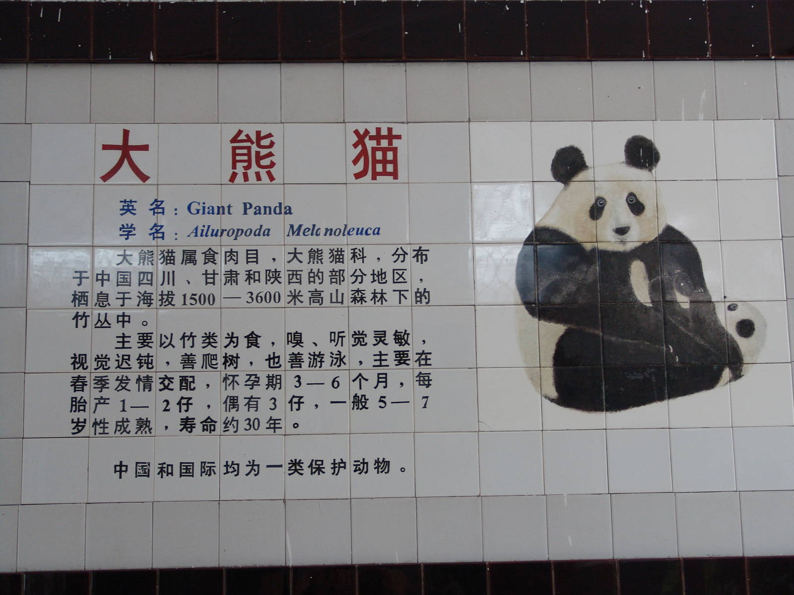 Giant Panda's ceramic sign