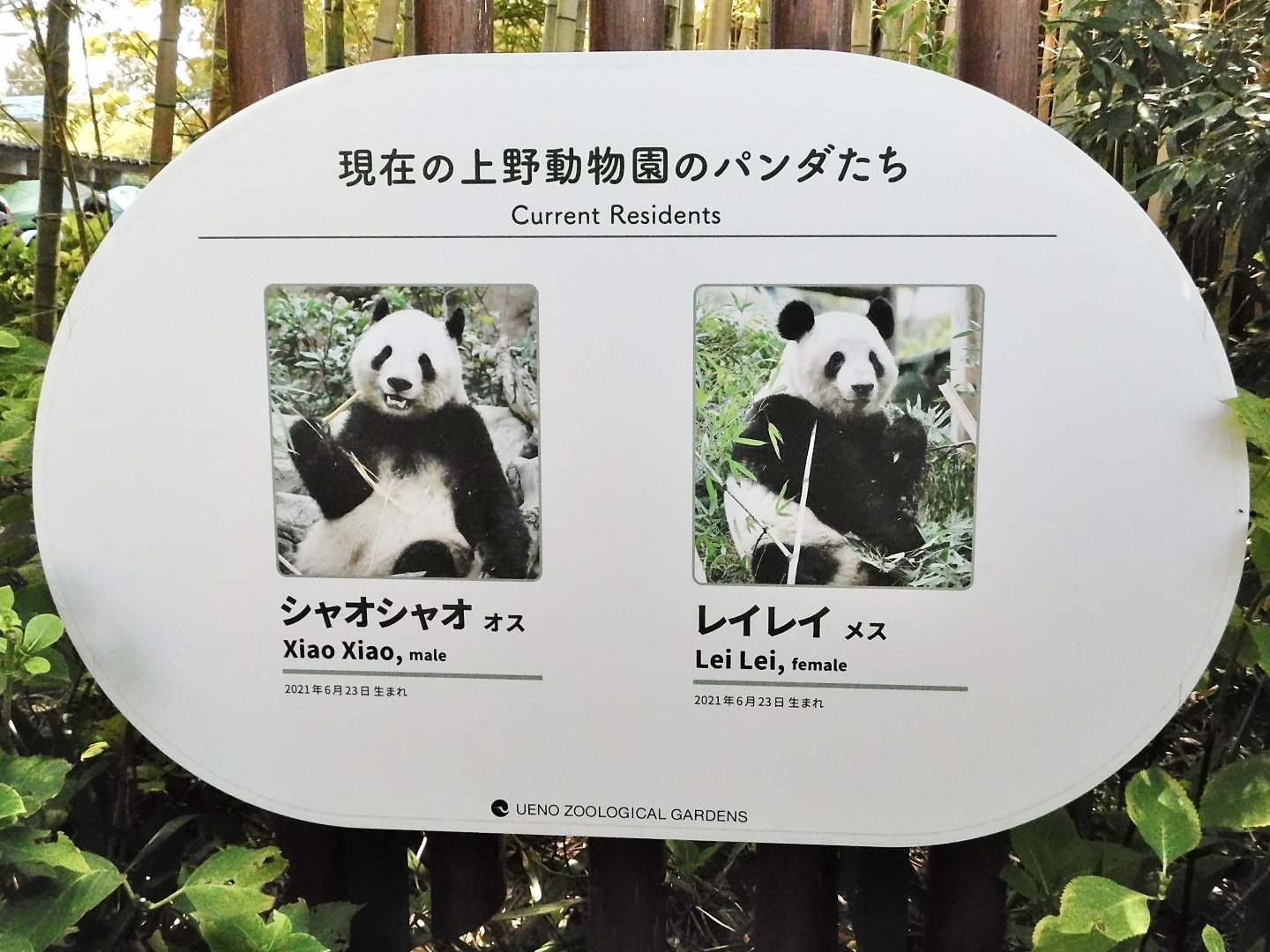 Giant Pandas Currently kept at Ueno Zoo October 18, 2025