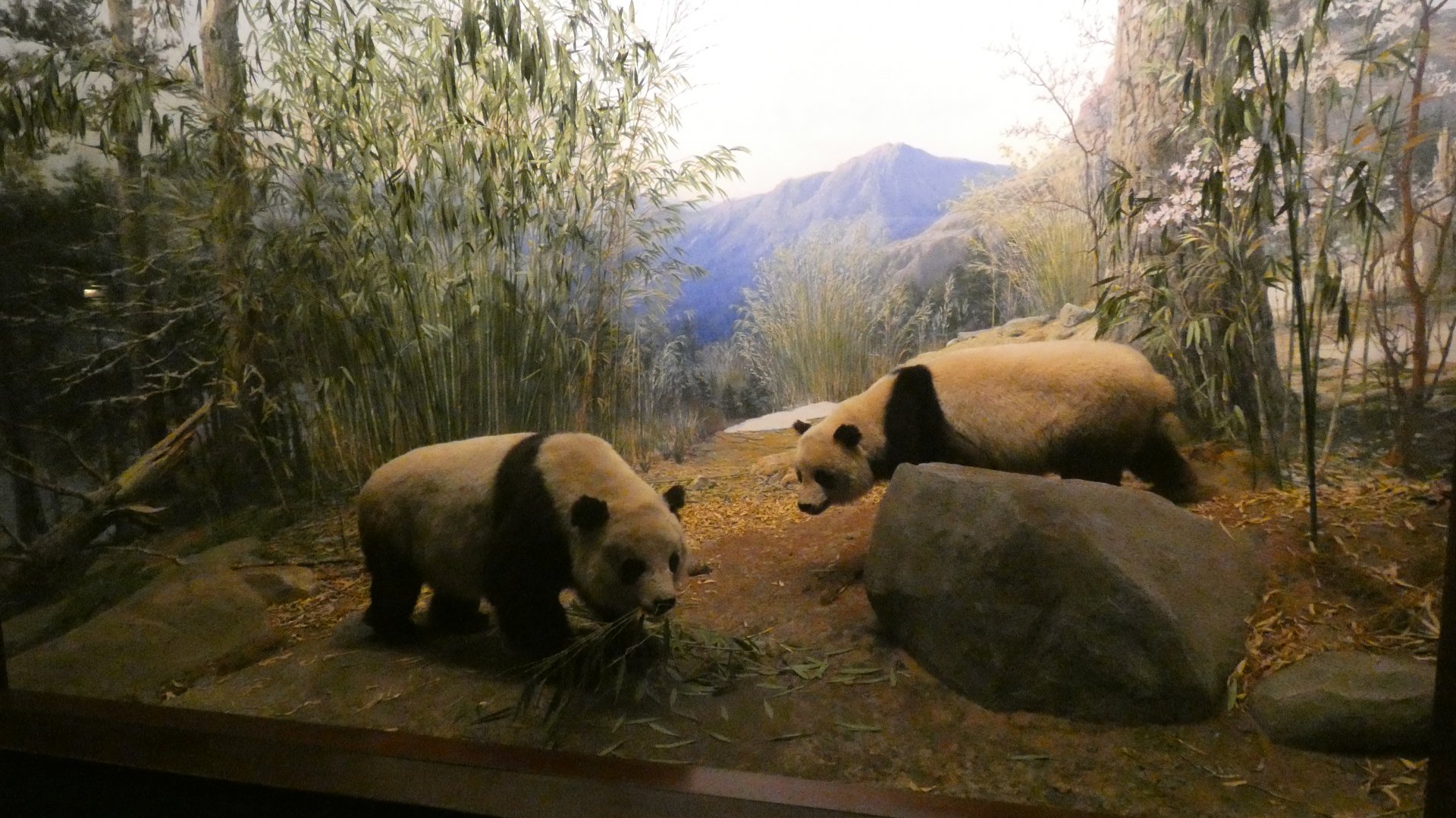 Giant Pandas, Hall of Asian Mammals - Feb. 2022