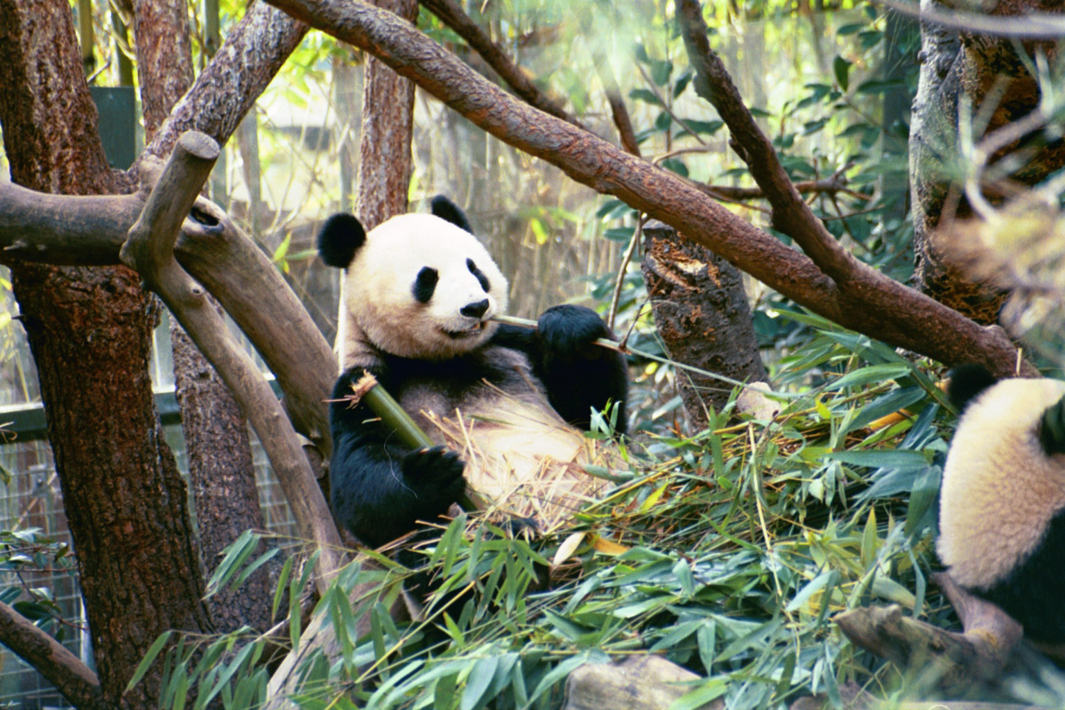 Giant Pandas - Jan 2005