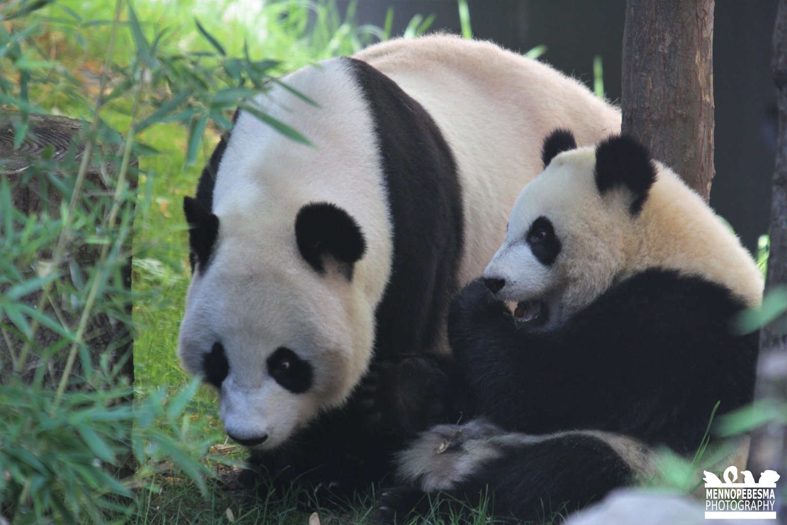 Giant pandas Wu Wen and Fan Xing