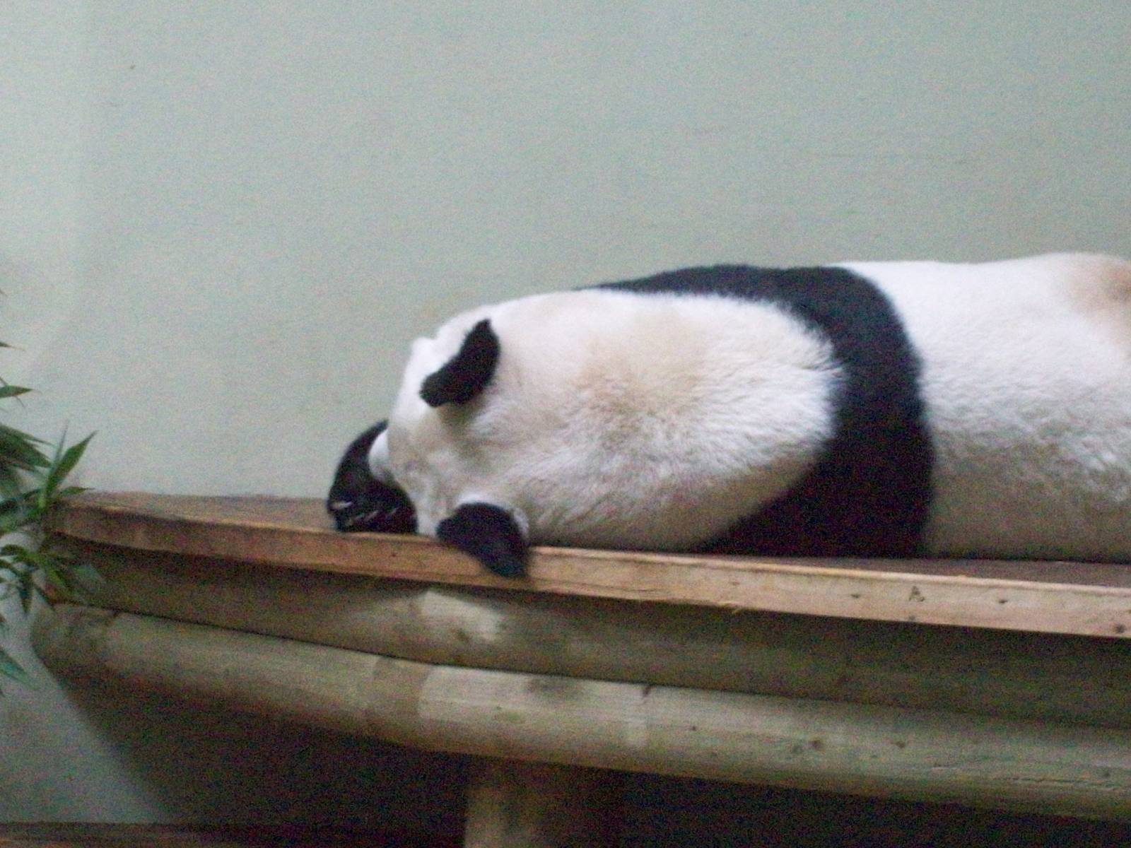 giant pandas