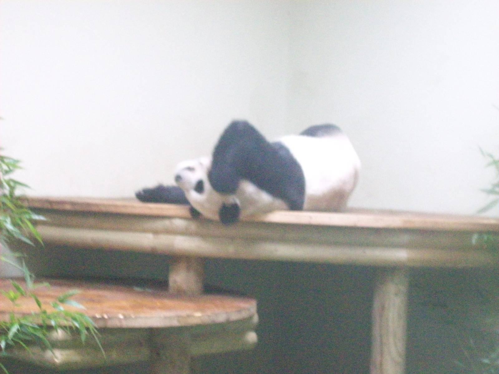 giant pandas