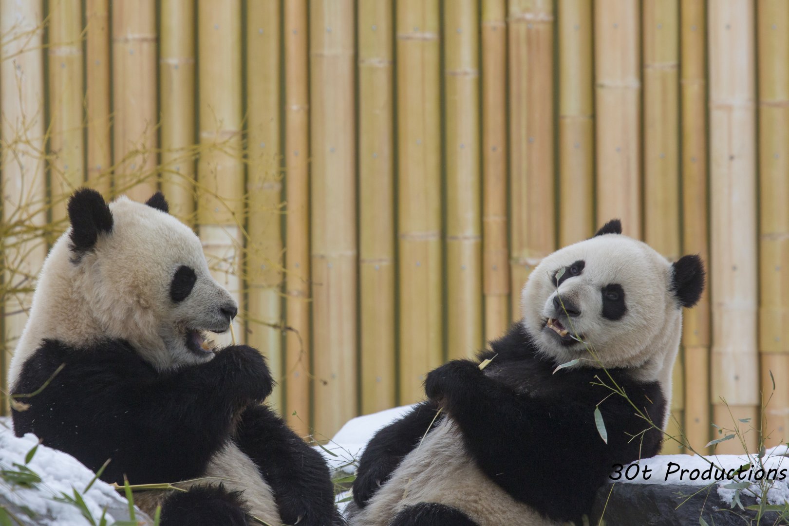 Giant Pandas