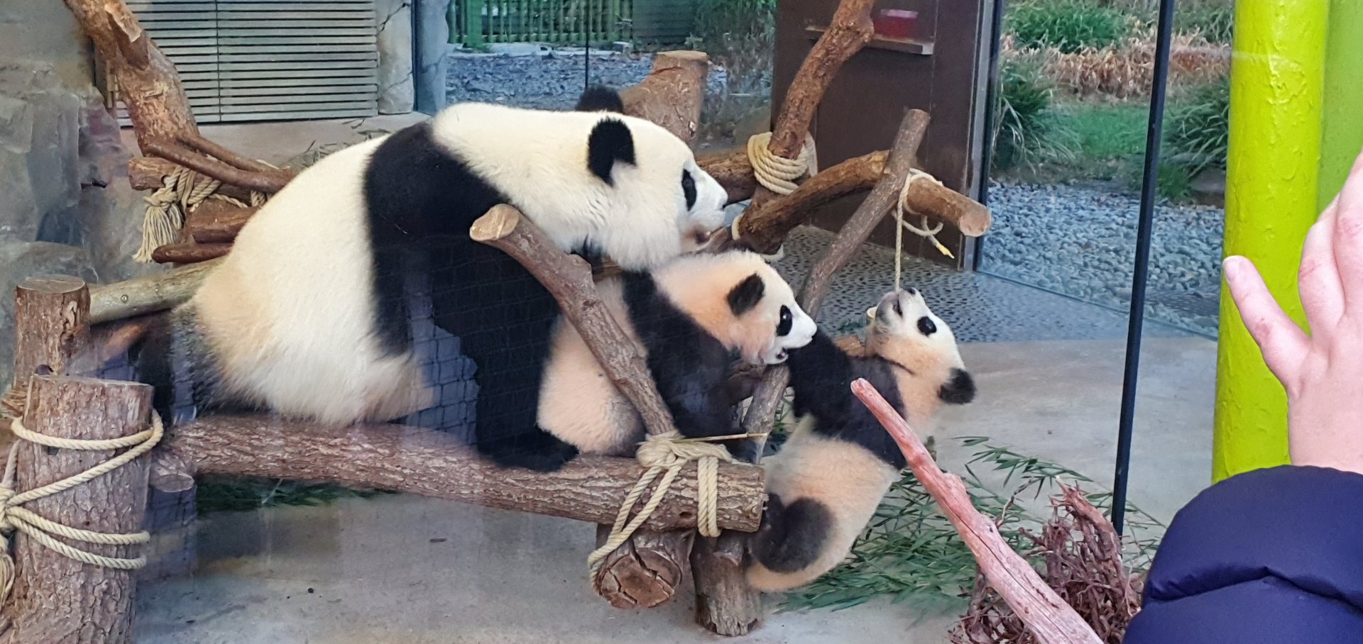 Giant pandas