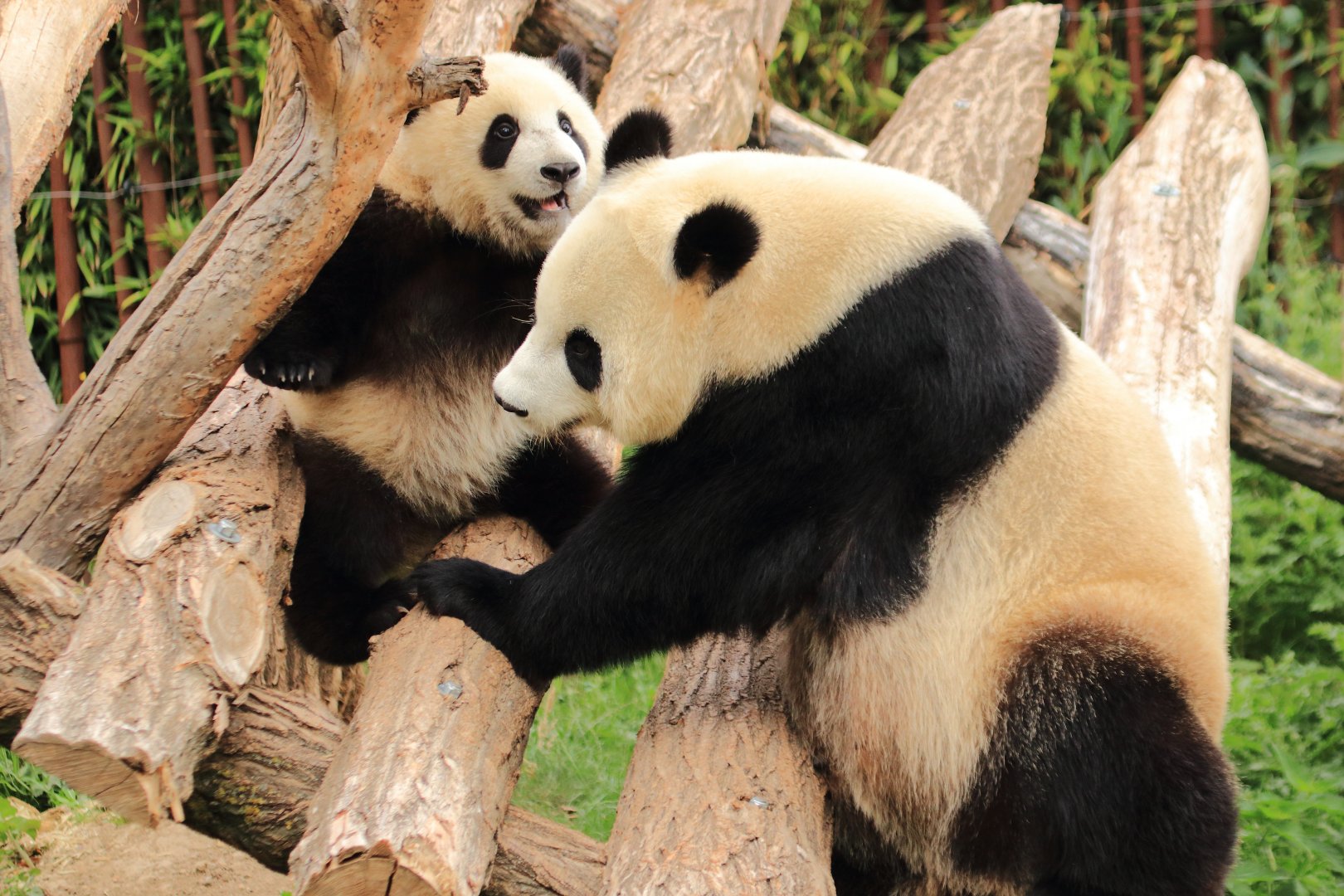 Giant Pandas
