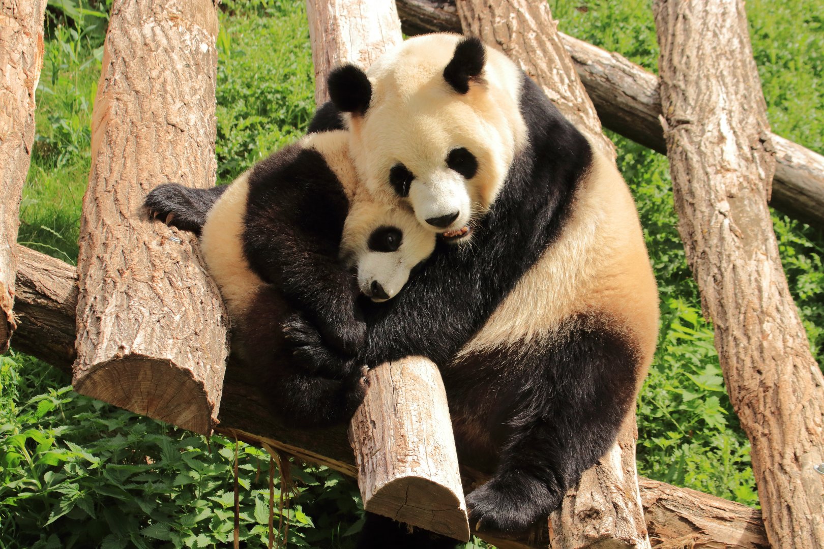 Giant Pandas