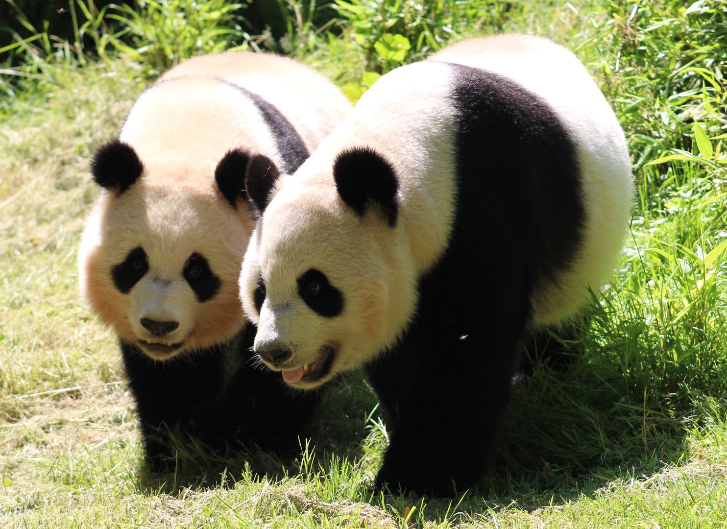 Giant pandas