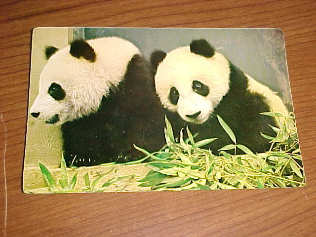 Giant Pandas