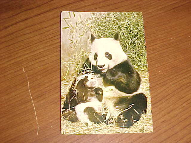 Giant Pandas