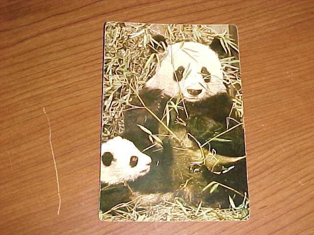 Giant Pandas