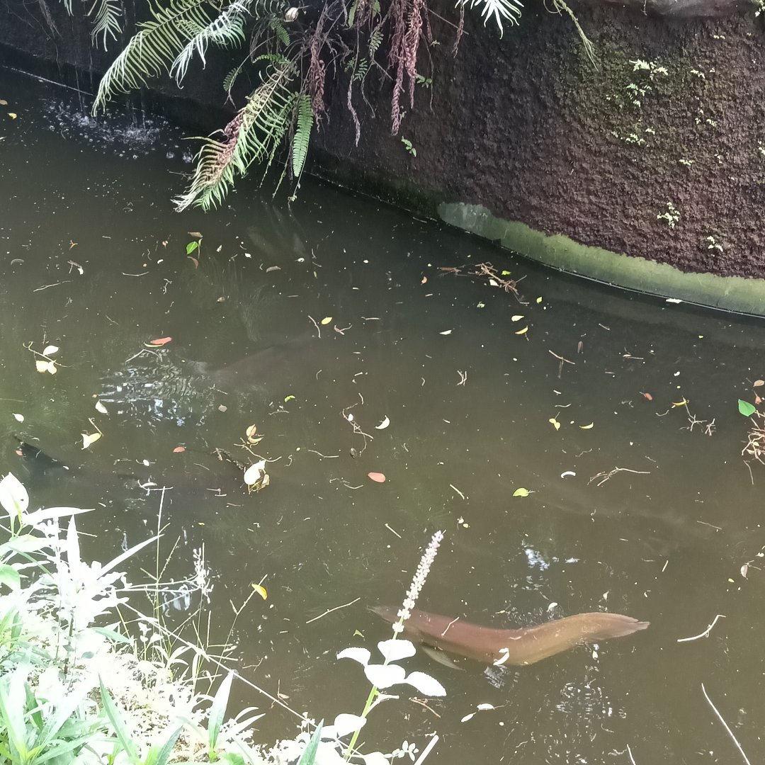 Giant pangasius (Pangasius sanitwongsei) and Asian arowana (Scleropages formosus)