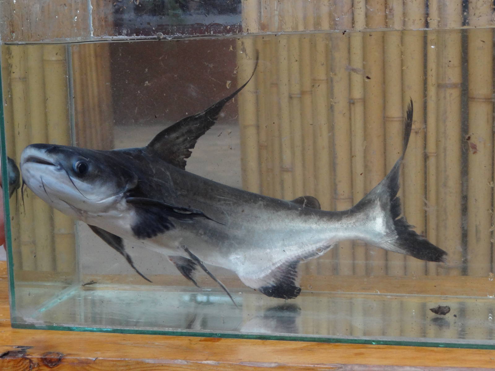 Giant pangasius (Pangasius sanitwongsei)