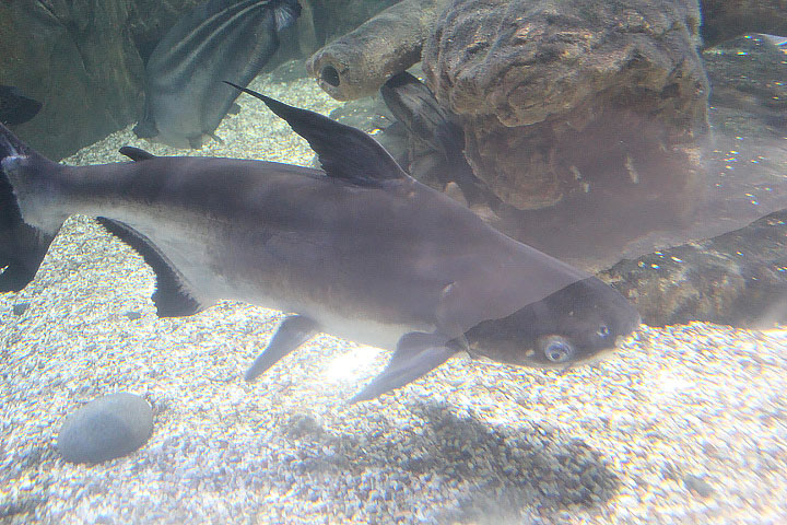 Giant pangasius (Pangasius sanitwongsei)