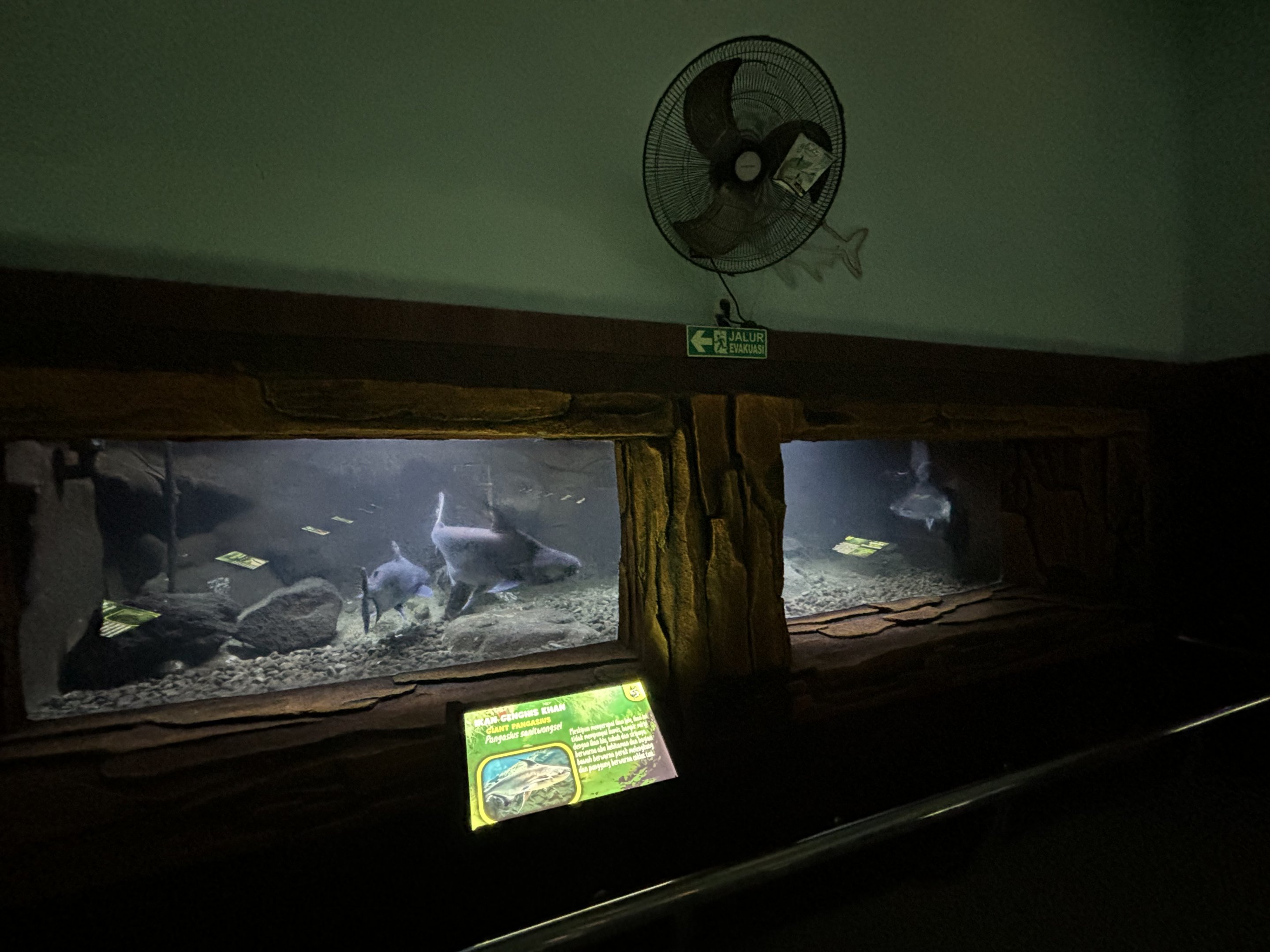 Giant Pangasius Tank